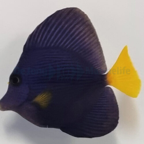 Zebrasoma xanthurum - Afbeelding 4